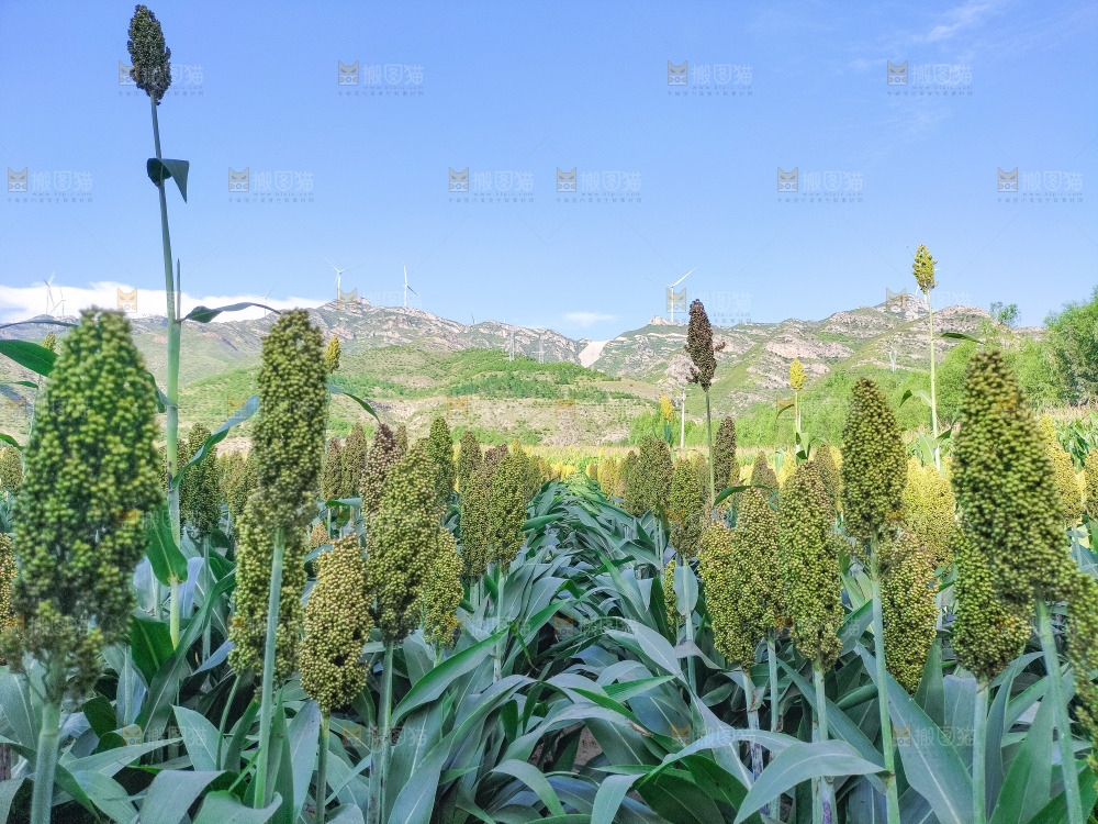 田里大片的高粱米