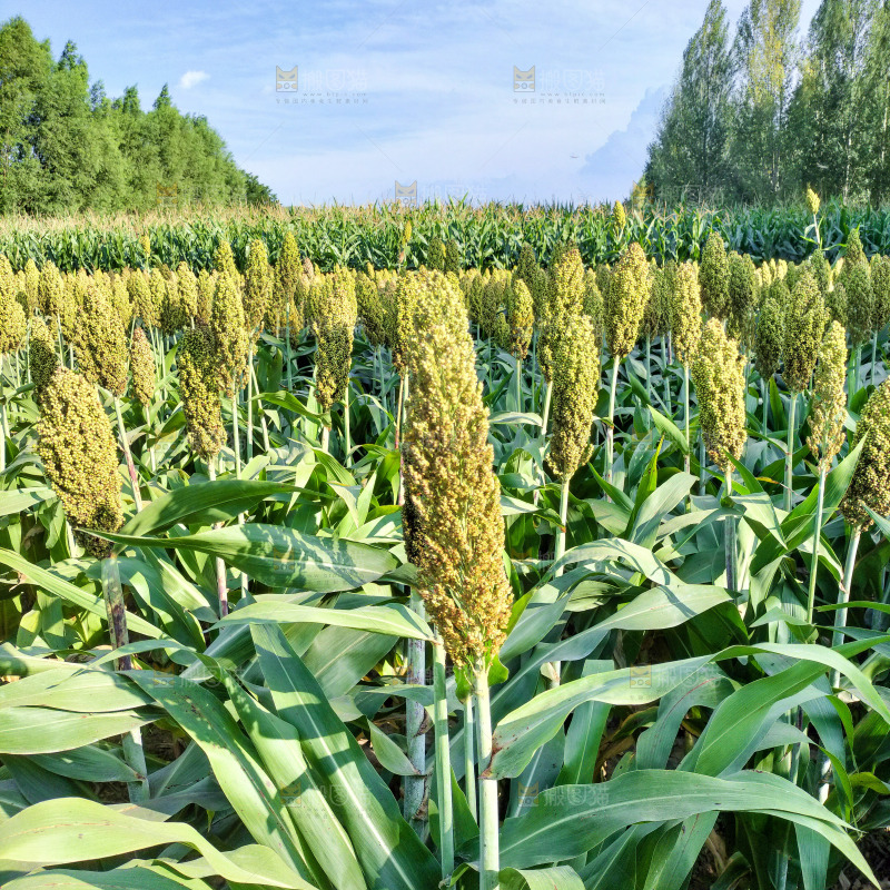 田里大片的高粱米