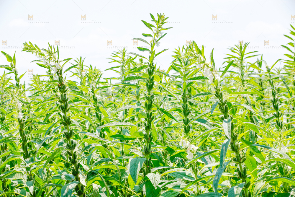 大片芝麻产地