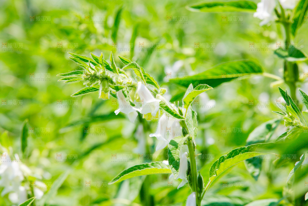 大片芝麻产地