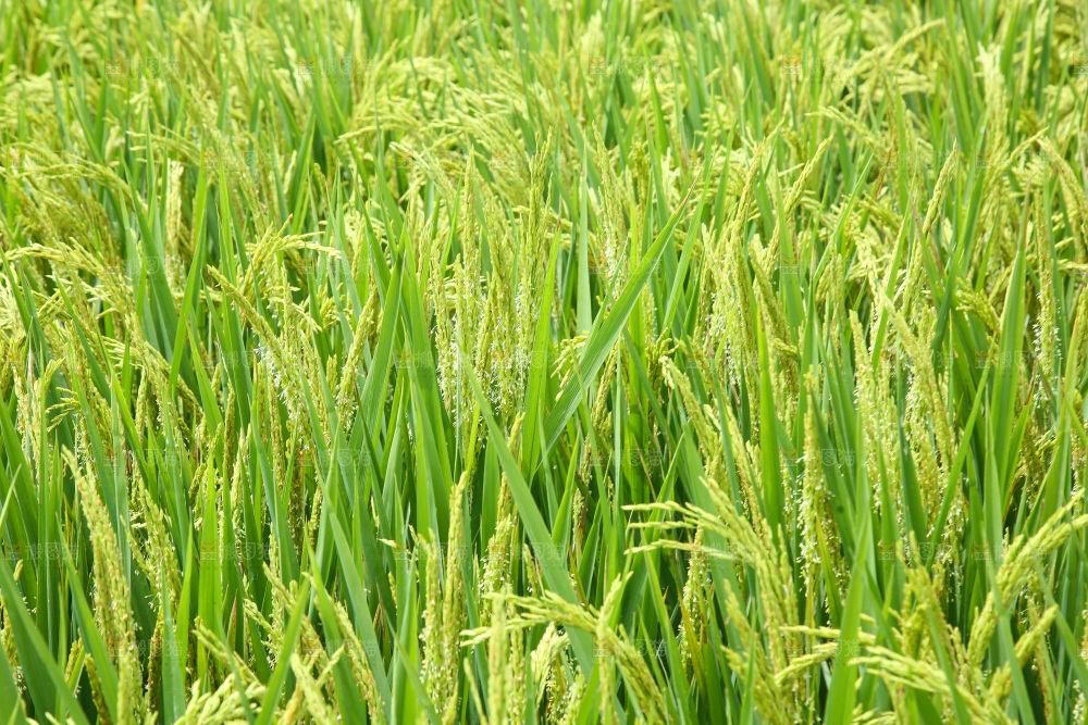 大片稻田稻穗