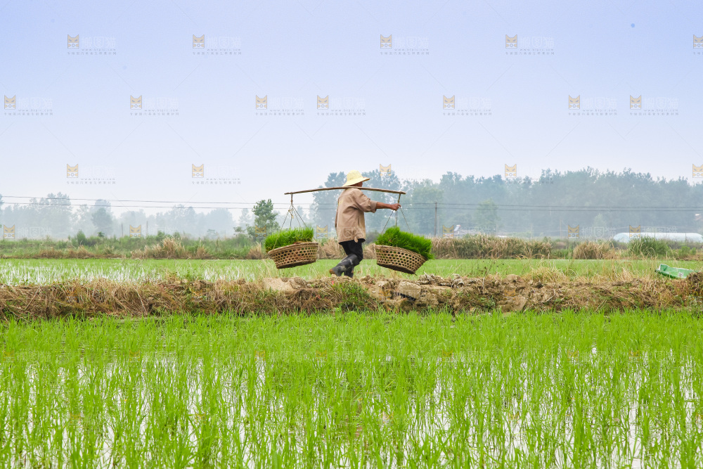 农民在田里插秧