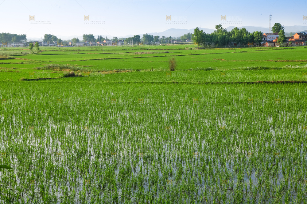 农民在田里插秧