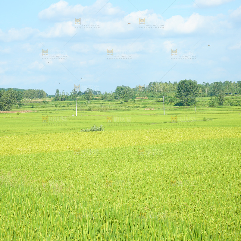 大片稻田稻穗