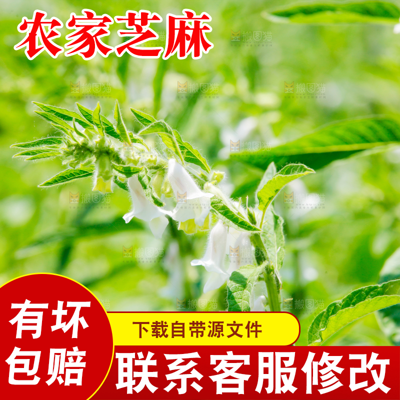 大片芝麻产地