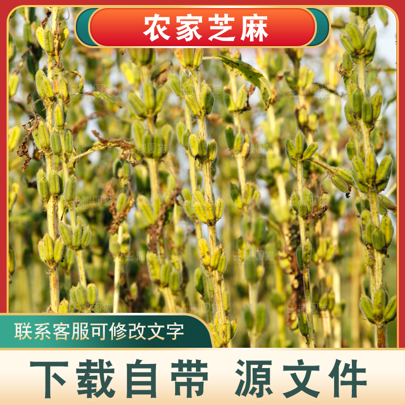大片芝麻产地