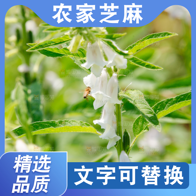 大片芝麻产地