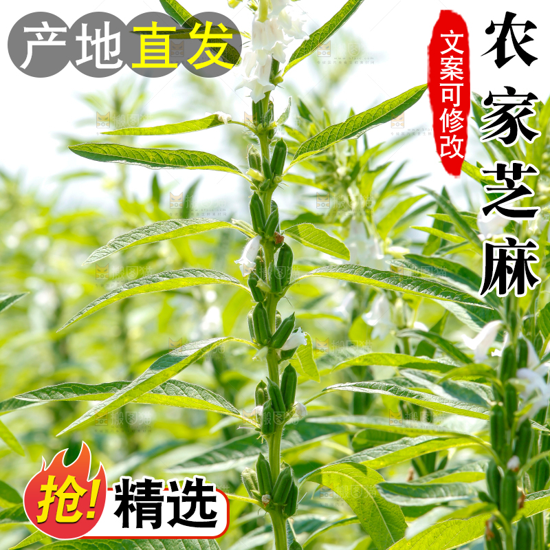 大片芝麻产地