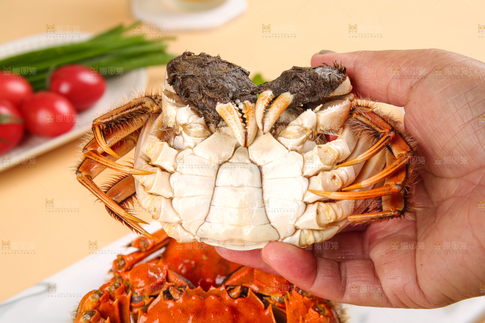 浅底上的大闸蟹