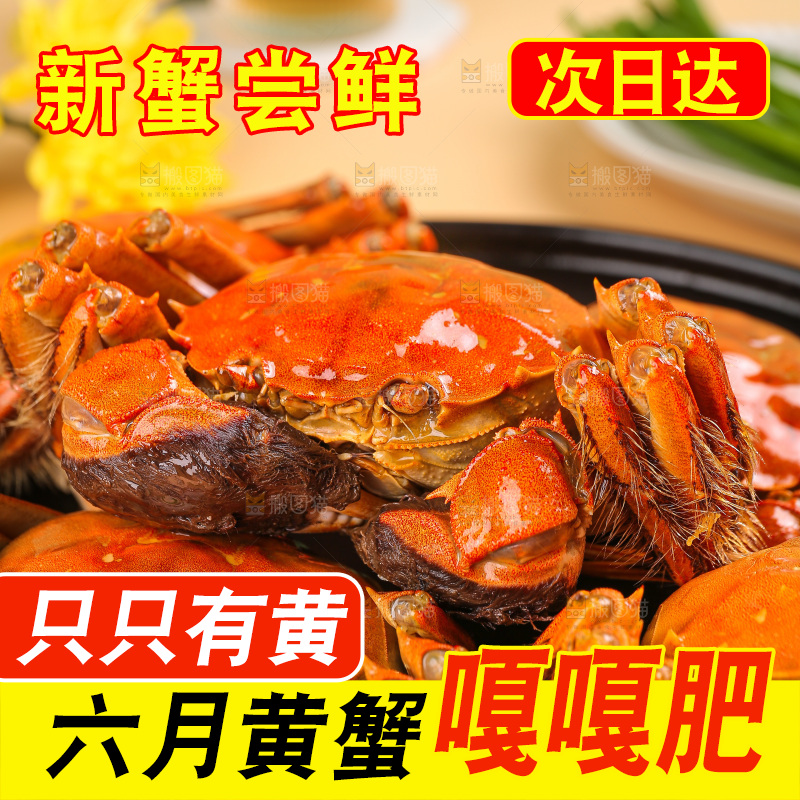 浅底上的大闸蟹