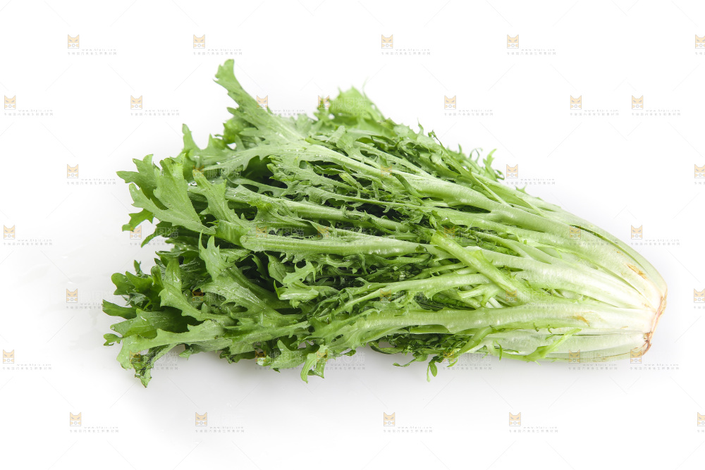 白底上的苦菊