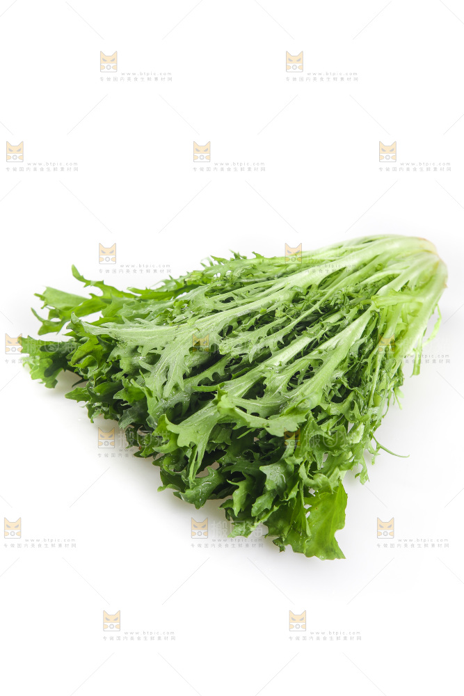 白底上的苦菊