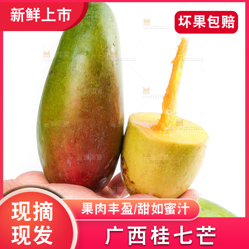 白底上的桂七芒