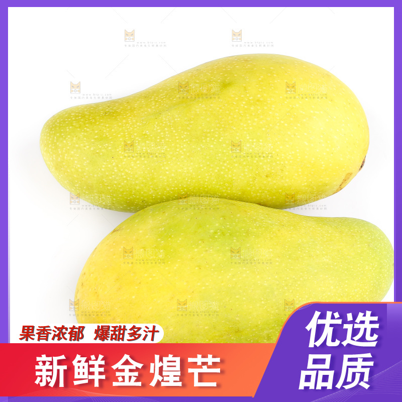 白底上的金煌芒