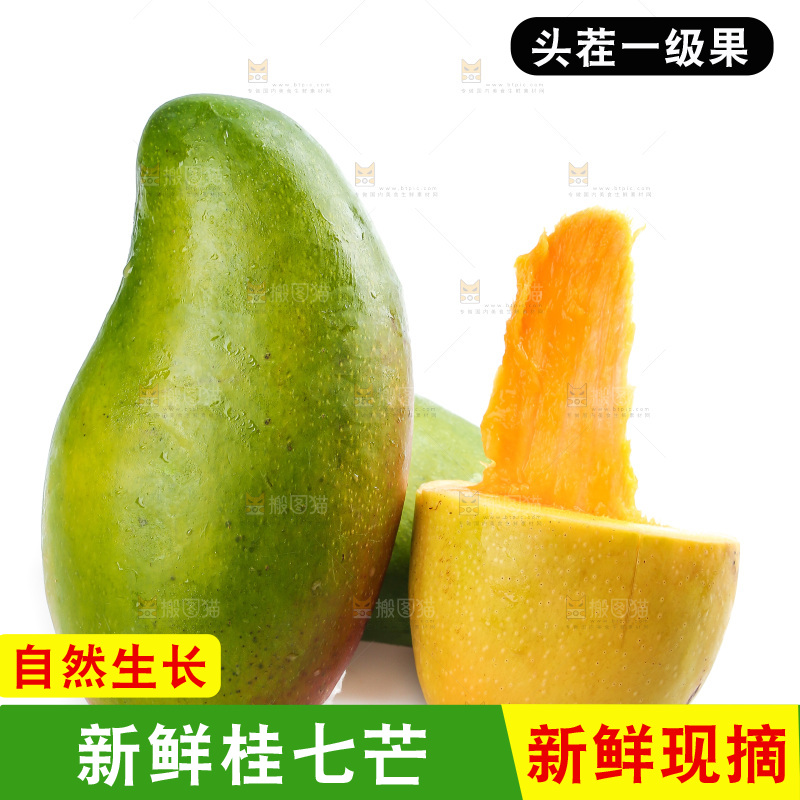 白底上的桂七芒