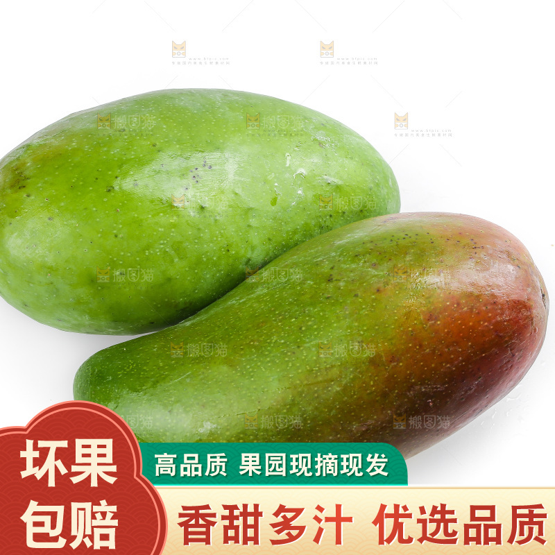 白底上的桂七芒