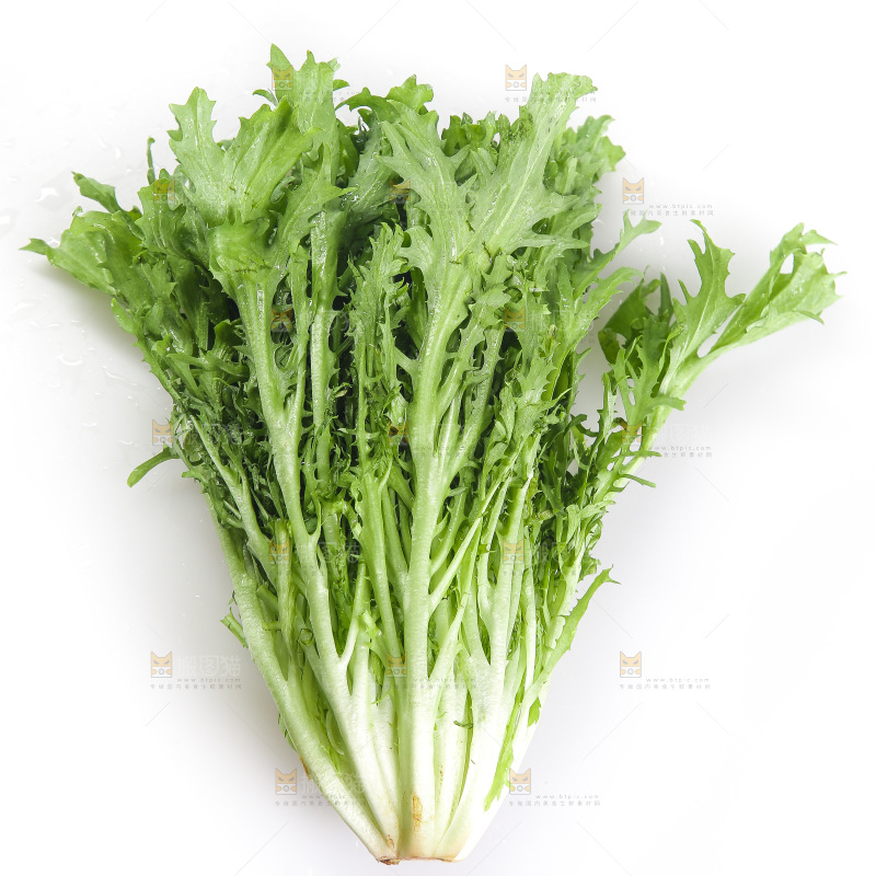 白底上的苦菊