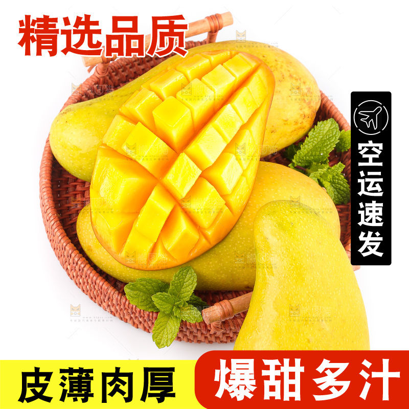 白底上的金煌芒