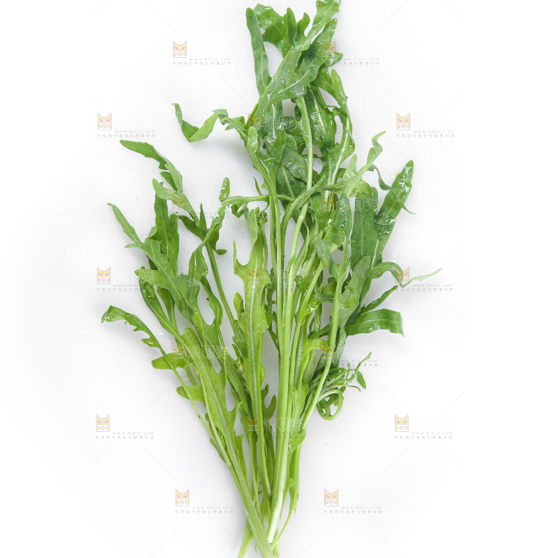 白底上的苦菊