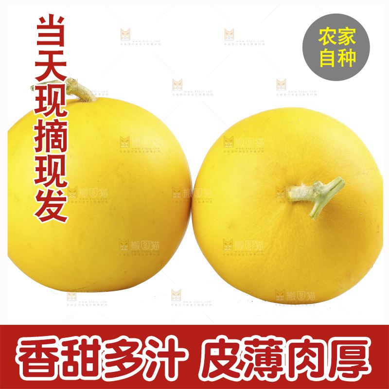 白底上的民勤蜜瓜