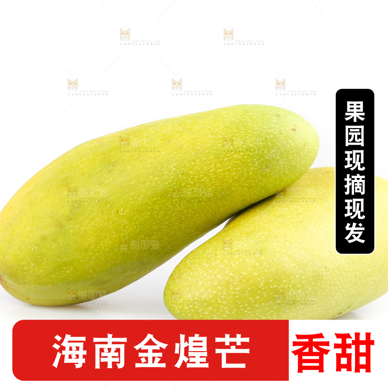 白底上的金煌芒