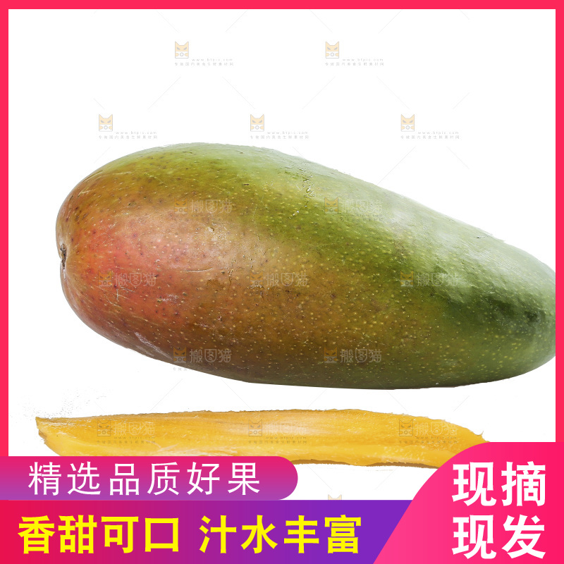 白底上的桂七芒