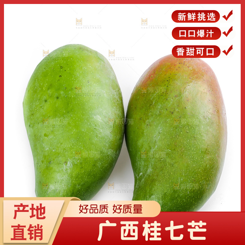 白底上的桂七芒