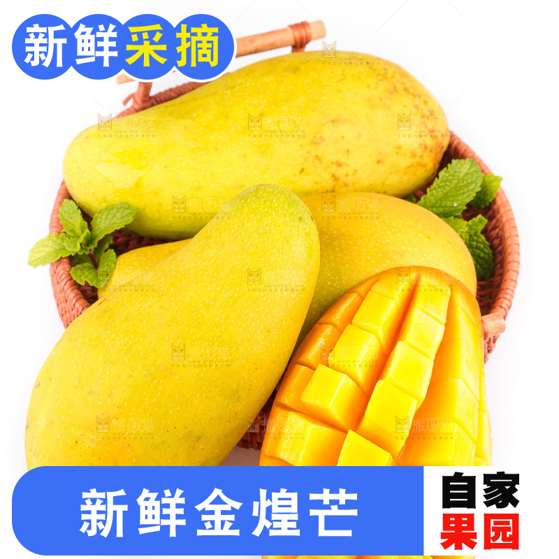 白底上的金煌芒