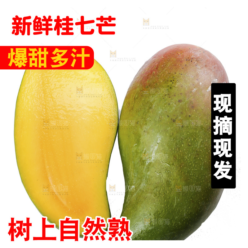 白底上的桂七芒