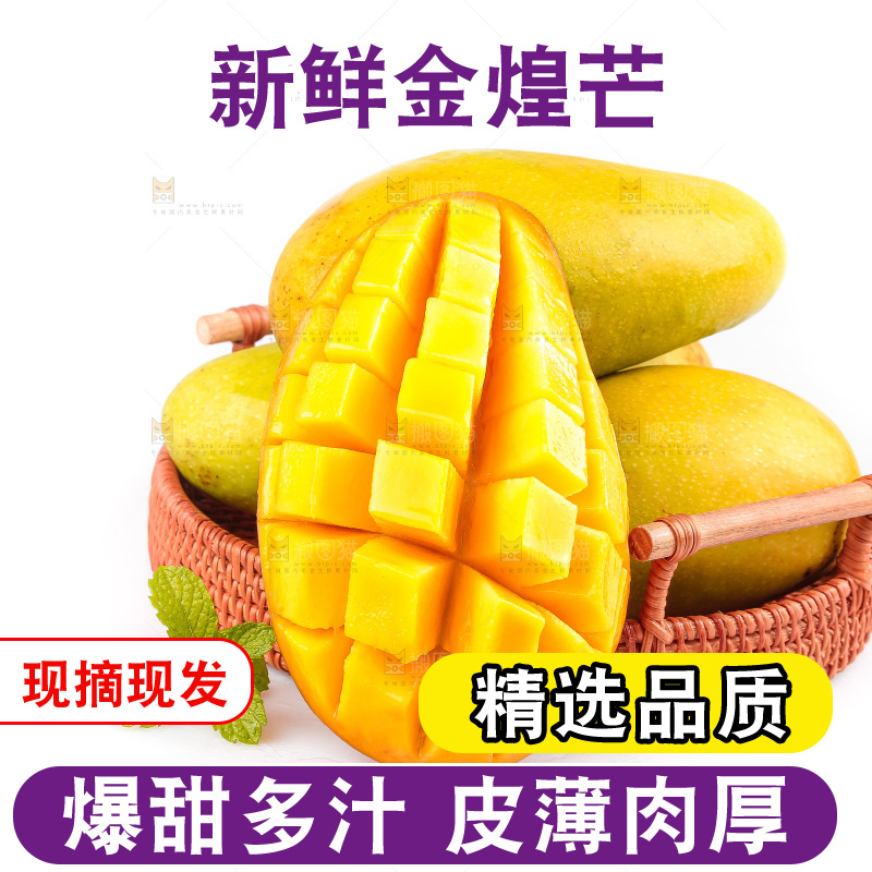 白底上的金煌芒