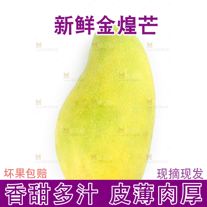 白底上的金煌芒