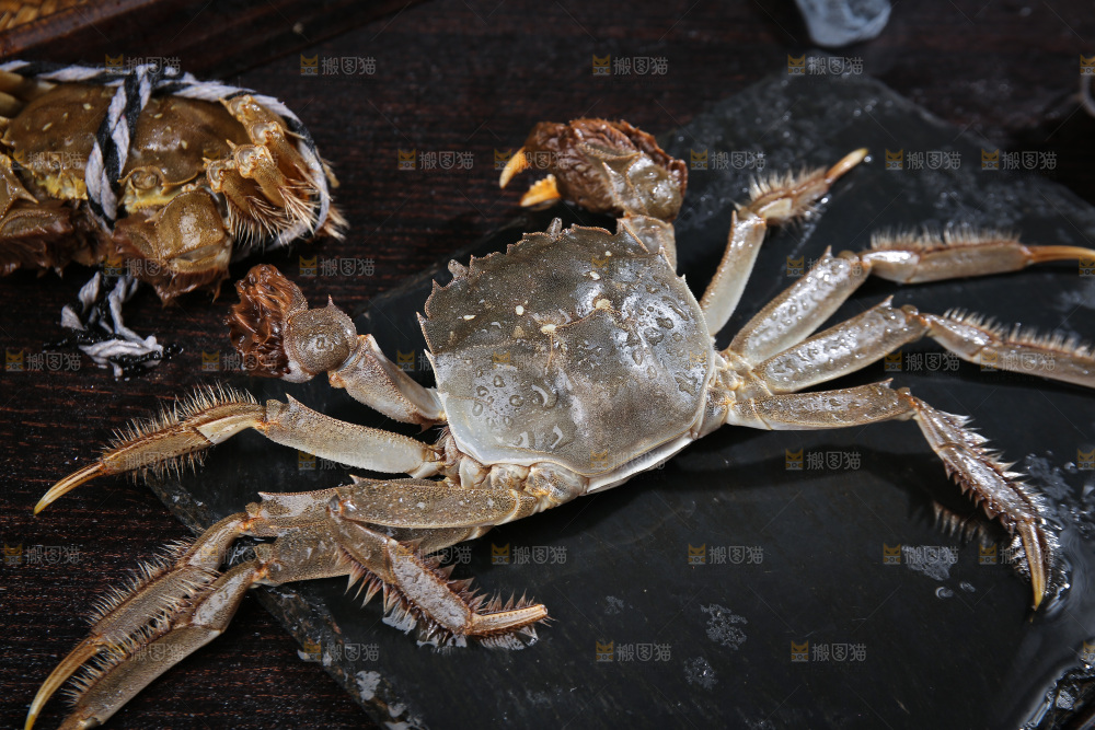 深底上的阳澄湖大闸蟹