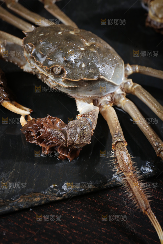 深底上的阳澄湖大闸蟹
