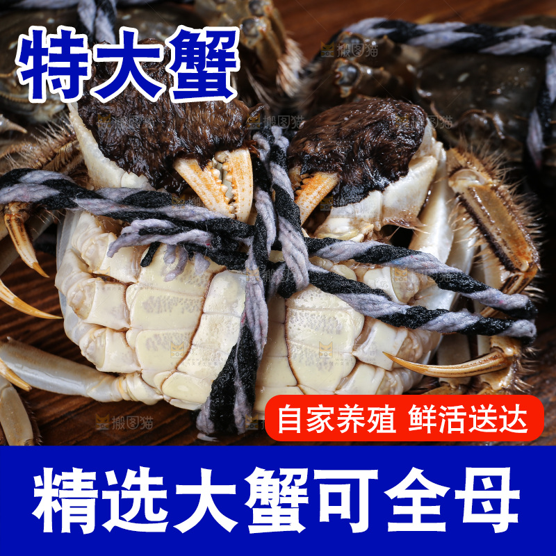 深底上的大闸蟹