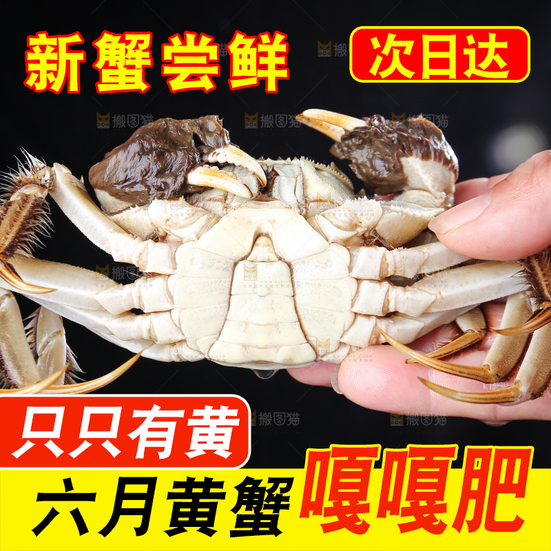 深底上的阳澄湖大闸蟹
