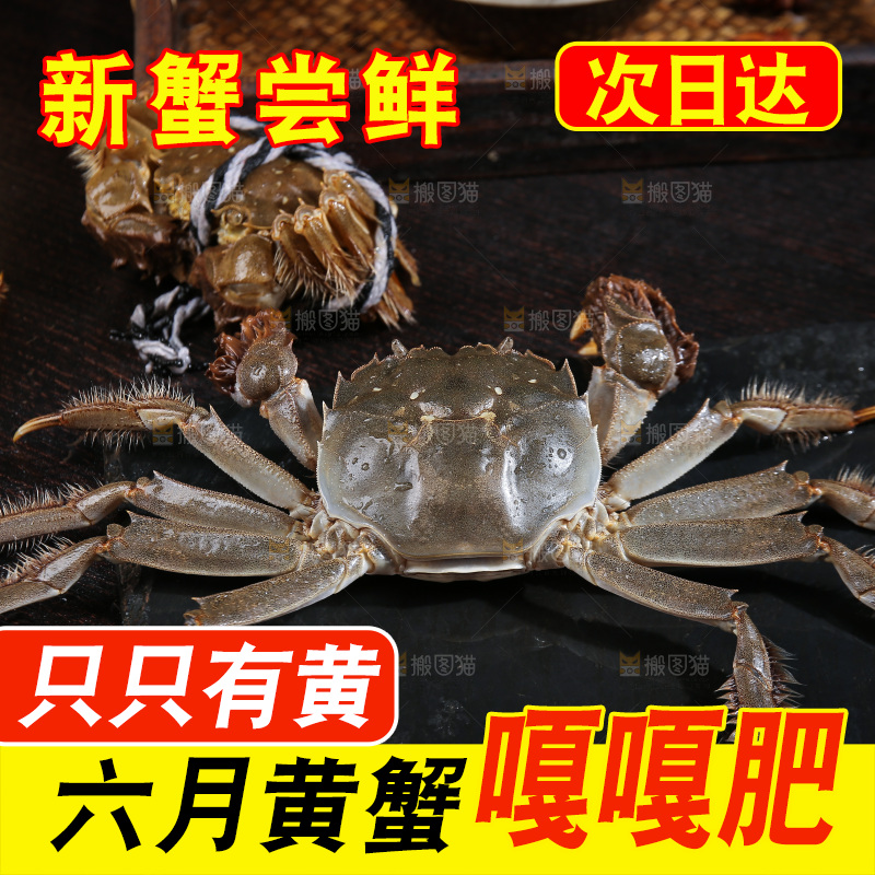 深底上的阳澄湖大闸蟹