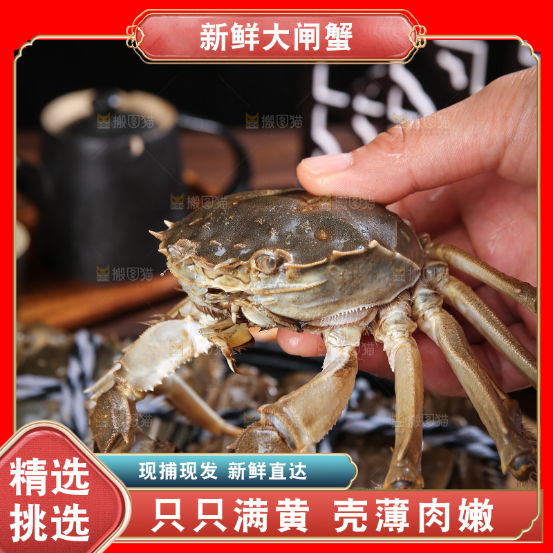 深底上的新鲜大闸蟹