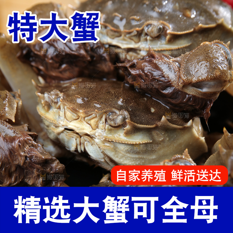 深底上的阳澄湖大闸蟹