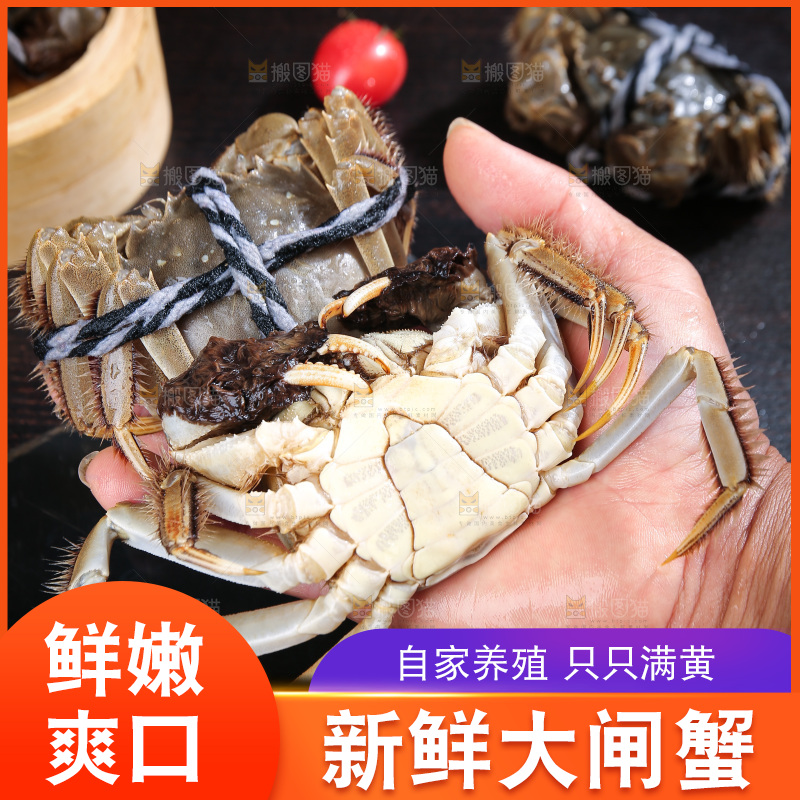 深底上的新鲜大闸蟹