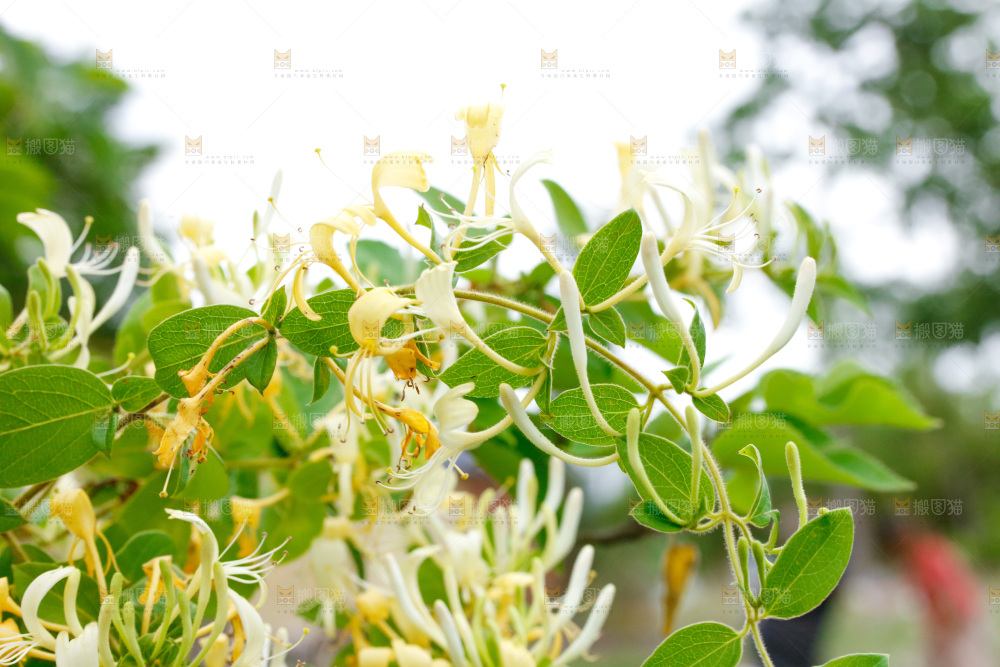 枝上的金银花