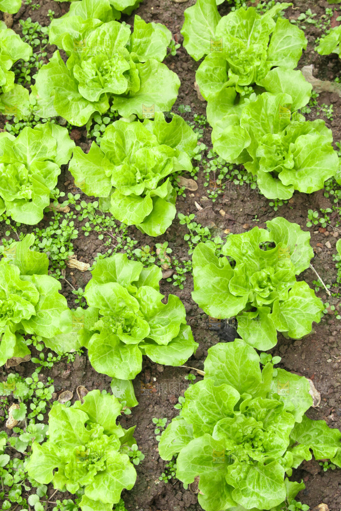 地里的新鲜生菜
