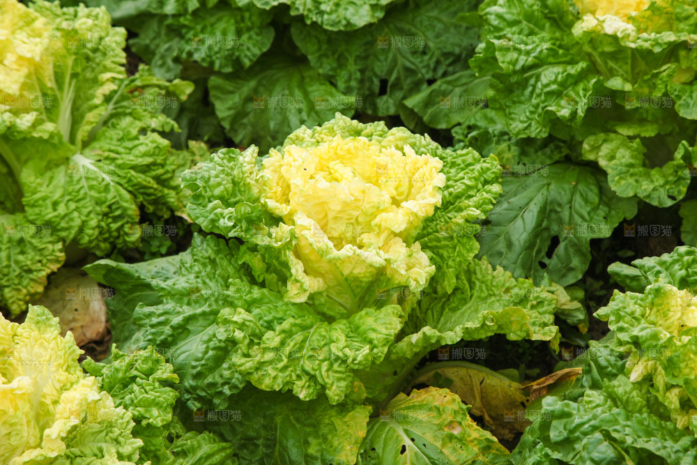 地里的大片白菜