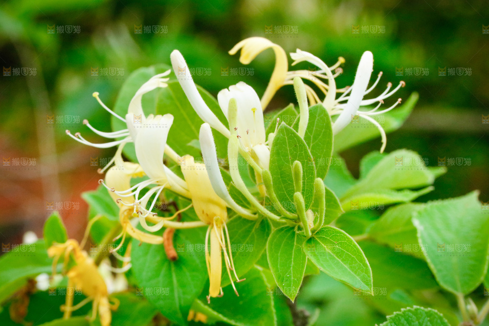 枝上的金银花