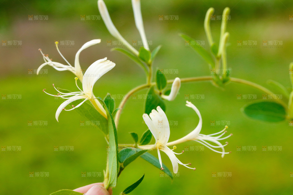 枝上的金银花