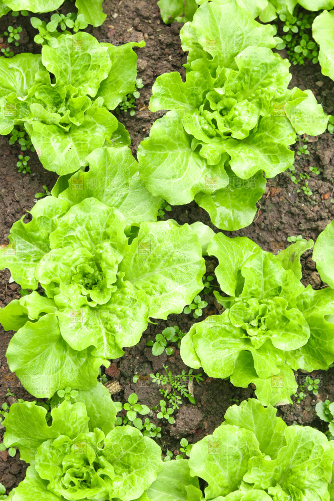 地里的新鲜生菜