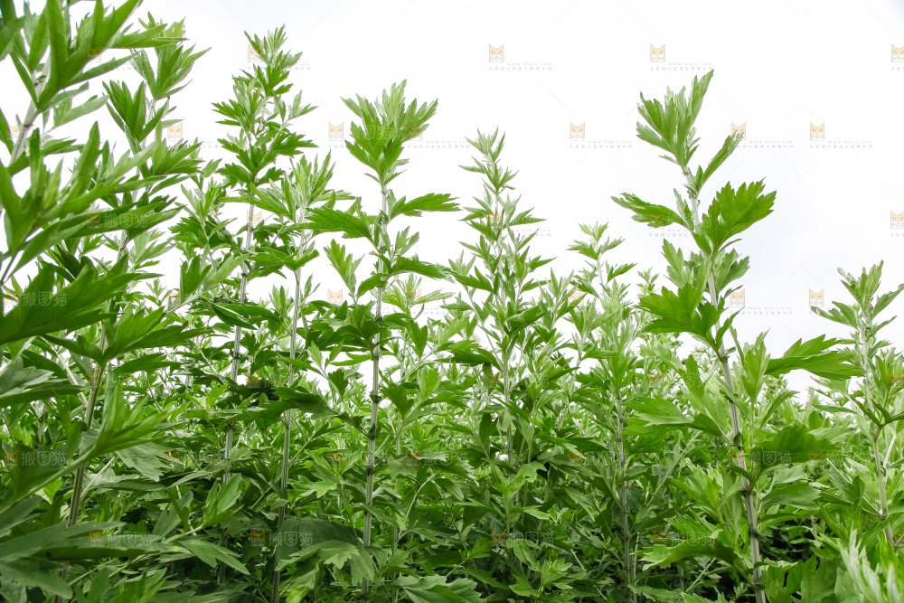 地里的新鲜艾草