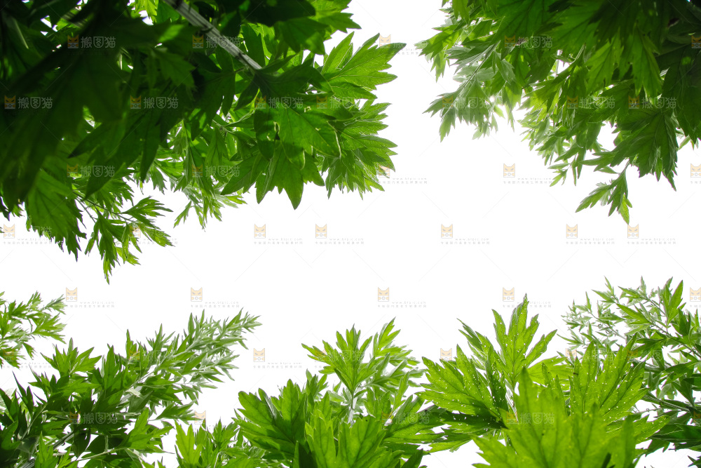 地里的新鲜艾草