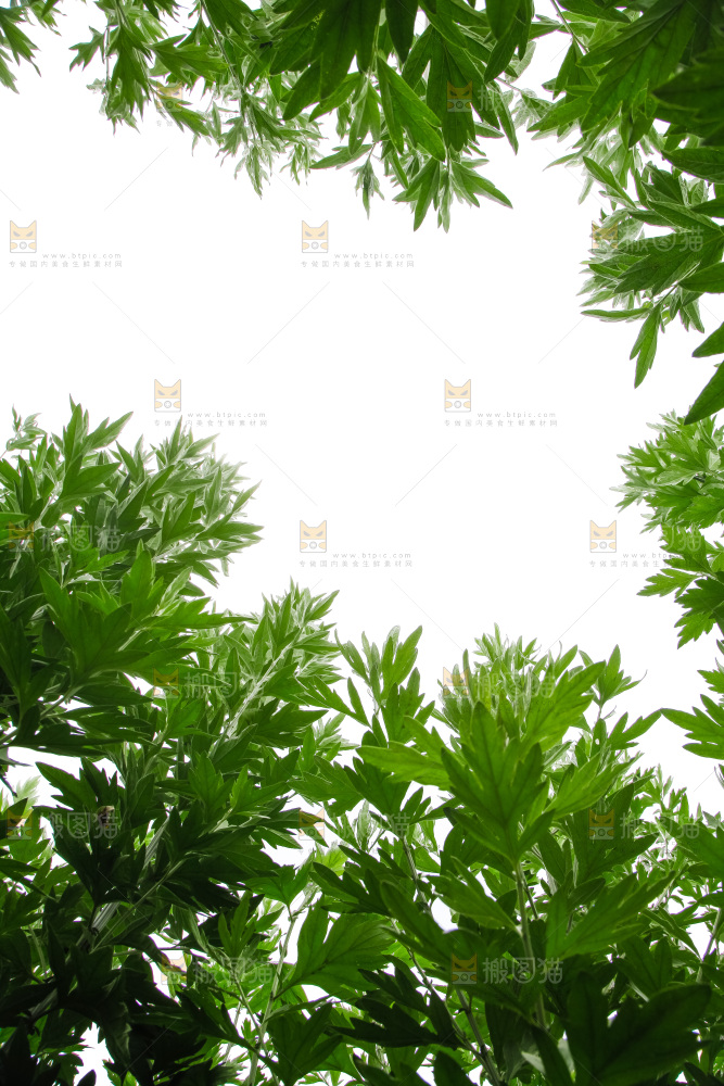 地里的新鲜艾草