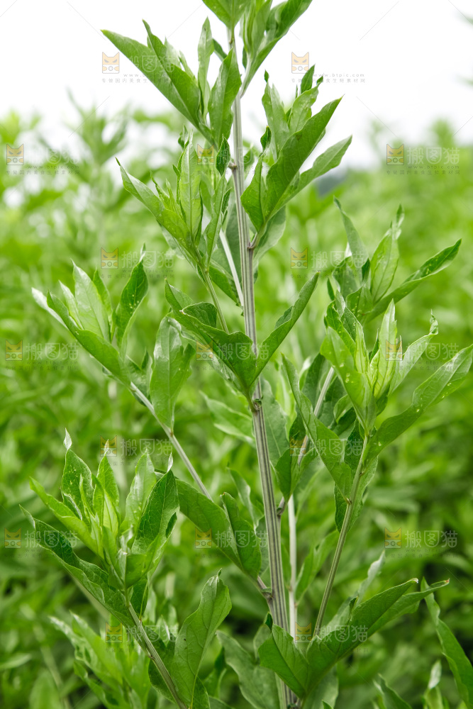 地里的新鲜艾草