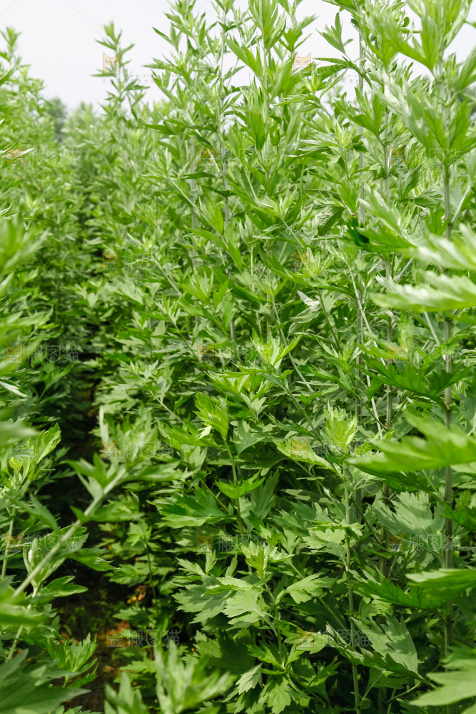 地里的新鲜艾草